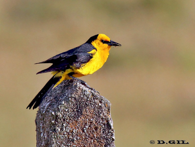 DRAGÓN (Xanthopsar flavus) - (Macho) Cno. de Los Indios-ROCHA (Enero 2012)